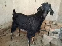 Теке, Nubian Goat — 2-сурет