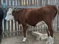 Krava, Simmental cattle — foto 5