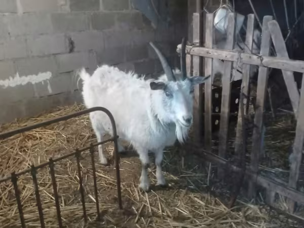 Dişi keçi, Saanen goat