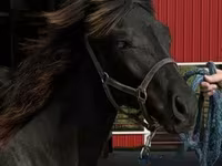 Horse (M), Rocky Mountain Horse — photo 8