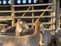 Owca, Arashan sheep — zdjęcie 7