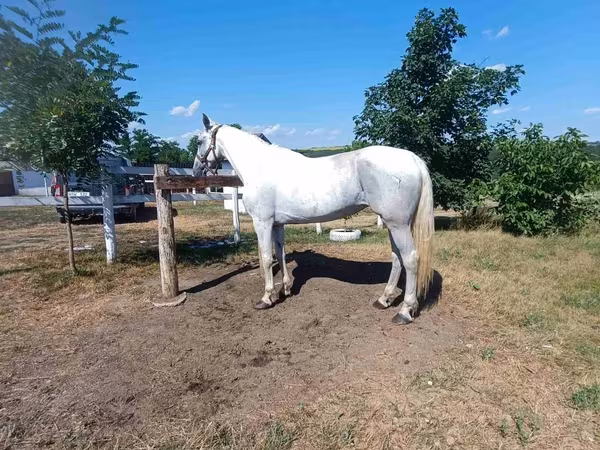 Kobyła, Orlov Trotter