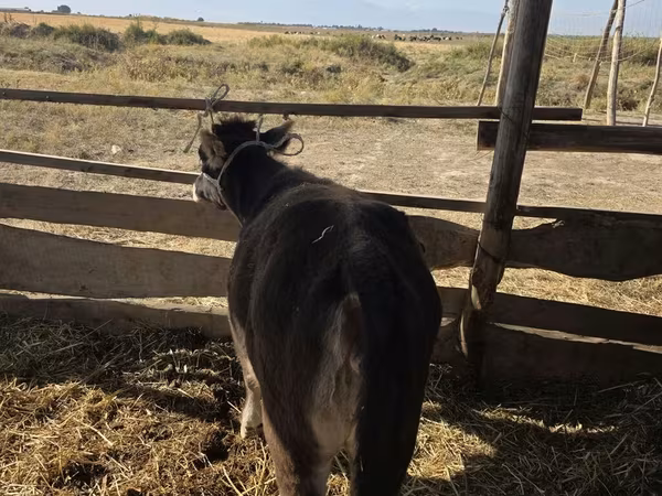Kvæg (parti, køn ikke angivet), Aberdeen-Angus