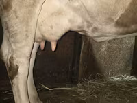 گاو ماده, Simmental cattle — عکس 3