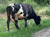 Krowa, Russian Black pied cattle — zdjęcie 5