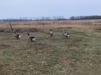 Geese — عکس 3