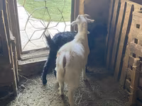 Kambing jantan, Goats — foto 5