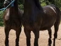 Ձի, Friesian — լուսանկար 1