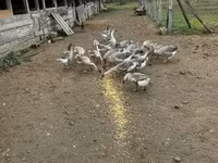 Geese — foto 5