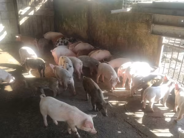 Boar, Pigs — Moldova