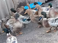 Ducks — 사진 1