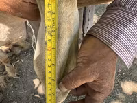 แกะตัวผู้, Hissar sheep — รูปภาพ 6