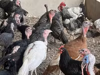 Turkeys — fotografija 4