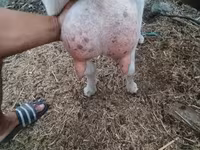 ፍየል, Goats — ፎቶ 4