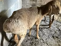 แกะตัวเมีย, Katum sheep — รูปภาพ 5