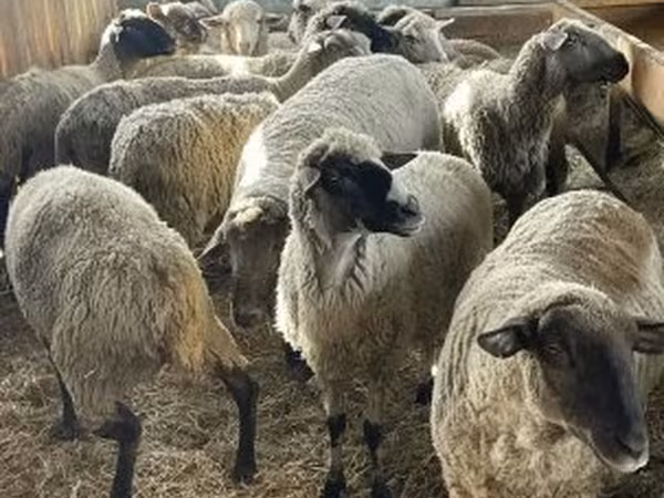 Vædder, White Suffolk sheep