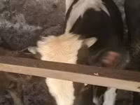 گاو نر, Russian Black pied cattle — عکس 4
