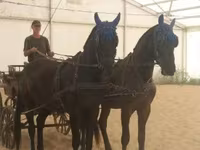 Toychoq, Hungarian horse breed — 1-rasm