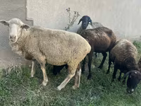 Vædder, Får — foto 3