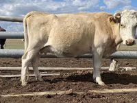 گاو نر, Simmental cattle — عکس 3