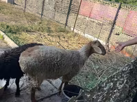 Kambing jantan, Hissar sheep — foto 5