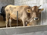 母牛, Swiss cattle — 照片 4