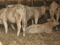 Sapi, Charolais cattle — foto 1