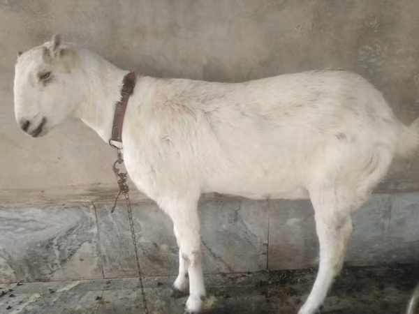 Kambing (lot, jantina tidak dinyatakan), Barbari goats
