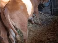 Bull, Limousin cow — photo 2
