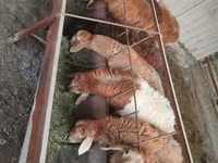 Owca, Rhon sheep — zdjęcie 3
