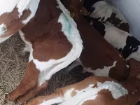 วัวตัวผู้, Simmental cattle — รูปภาพ 4