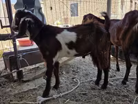Koza, Nubian Goat — foto 3