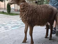 میش, Arashan sheep — عکس 1
