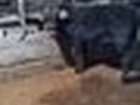 Býk, Swedish red cattle — foto 8