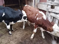 گاو نر, Simmental cattle — عکس 4