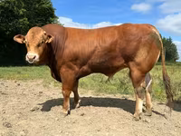 Toro, Vaca Limousin — foto 4