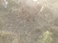 Ido, Sheep — sawirka 4