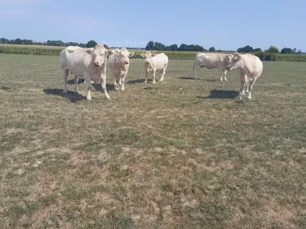 Charolais cattle