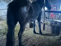 Cavallo, Cavalli — foto 2