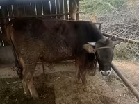 Tyre, Swiss cattle — foto 6