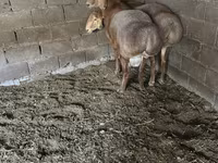 Montone, Arashan sheep — foto 4