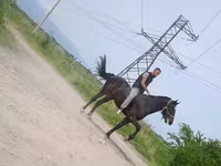اسب نر, Standardbred — عکس 3