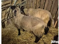 قوچ, White Suffolk sheep — عکس 1