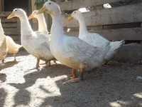 Ducks — foto 5