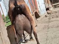 Buk, Alpine goat — foto 5