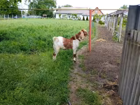 แพะตัวผู้, Kamori goats — รูปภาพ 5
