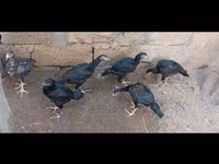 Guinea fowl — 사진 1