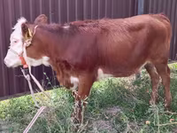 பசு, Swiss cattle — புகைப்படம் 3
