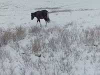 مادیان, Kazakh horse — عکس 1