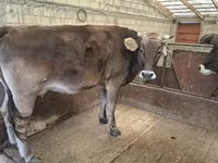 Ko, Holstein-race — foto 3